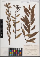 Foto von Salix cordata Michx. x Salix sericea Marshall